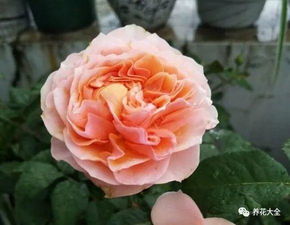 这8种花名字美翻了,阳台养1盆,邻居看了都羡慕