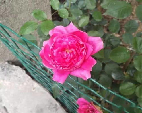 人尿浇月季效果神了