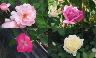 中国古老月季四大老种