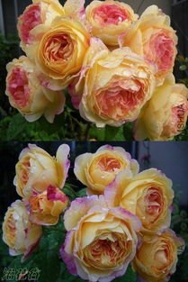 月季花詹森图片