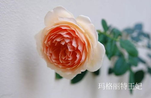 广东表现最好的藤本月季