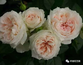 抗病性强的月季品种