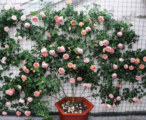 此种藤本月季,南方北方都能种,四季开花,花大香浓 亚伯 花色 盆栽