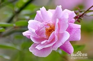 月季花的养殖方法及注意事项