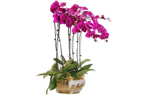 十大名贵蔷薇花