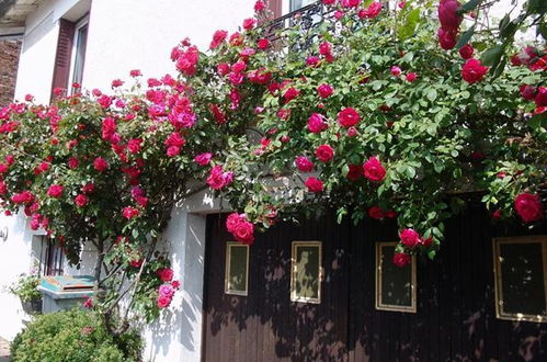 罗衣是大藤本还是小藤本