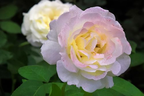 阳台月季必入品种排名