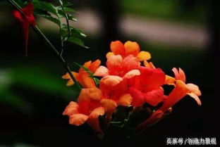 庭院种植10种常见花卉