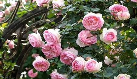 爬藤月季用深盆还是浅盆