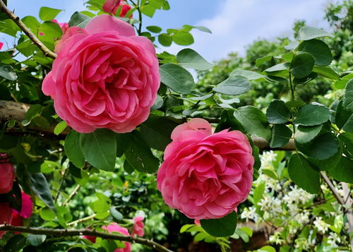 月季花红色达芬奇图片