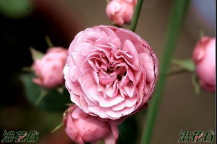 月季艾拉绒球的修剪