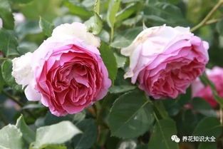 罗衣月季淘汰了