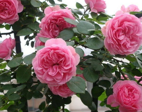 夕阳果冻月季花图片