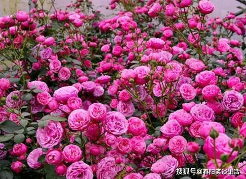 15天后,思念炙热,鸳鸯飞舞,旧爱触心扉,不舍不离,找回心上人 爱情