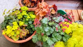 夏洛特夫人和瑞典女王哪个好