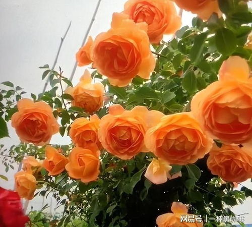 爬藤月季养多久才开花