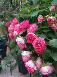 月季胭脂扣有刺吗