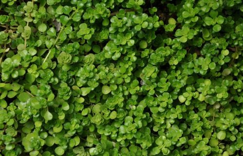 请问这种草本藤蔓植物的名字