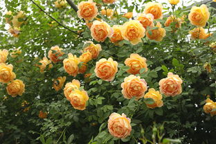 夏洛特夫人怎么养