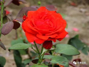 月季品种介绍大全