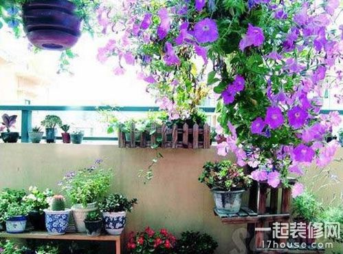 阳台摆什么植物旺家庭