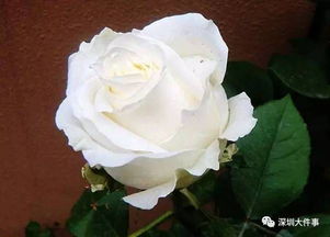 广东被淘汰的月季品种