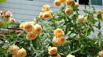 月季最怕三种水