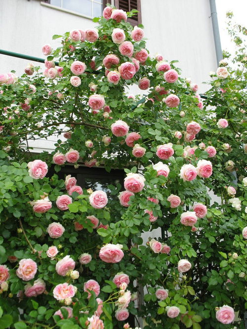 无刺蔷薇花苗 藤本月季庭院爬藤月季花苗 蔷 堆糖,美好生活研究所