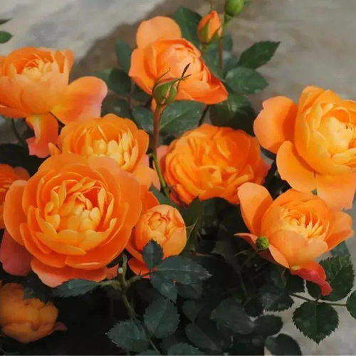 比果汁阳台还好的月季