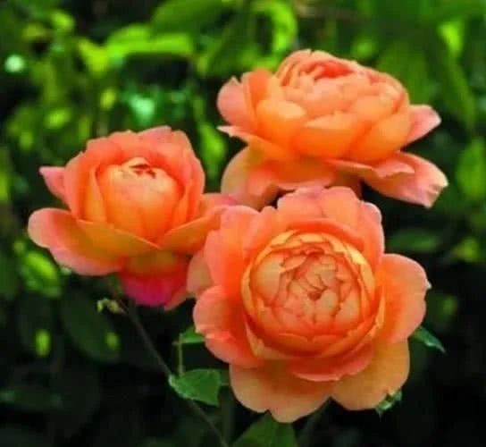 夏洛特夫人和真宙月季哪个好