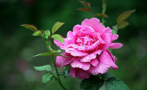 最美的极品月季花品种