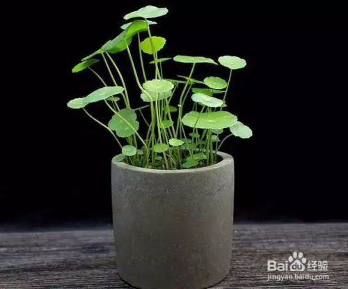 无孔花盆怎么养花