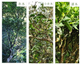 乔木灌木藤本草本是什么分类