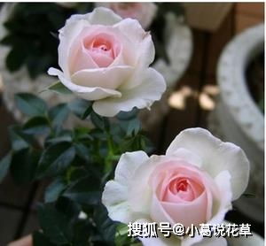 此花,比玫瑰漂亮,比兰花好养,四季开花花期长 养护 妖精 花朵