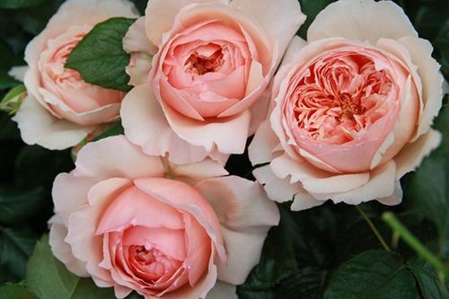 又香又勤花又耐热月季