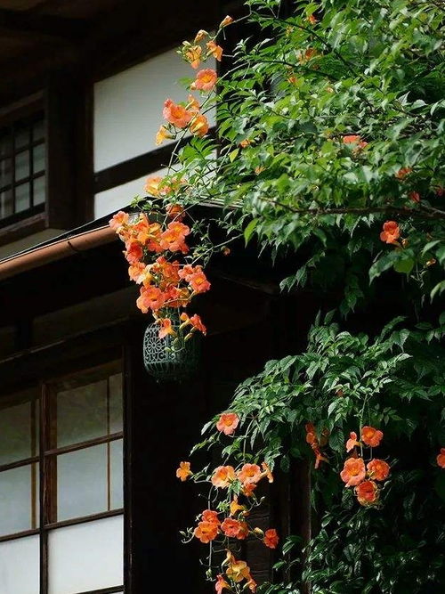 适合庭院内种植的花