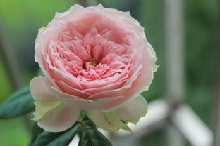 门廊绒球月季耐寒吗