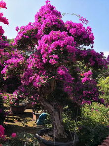 爱弗的玫瑰是藤本还是灌木