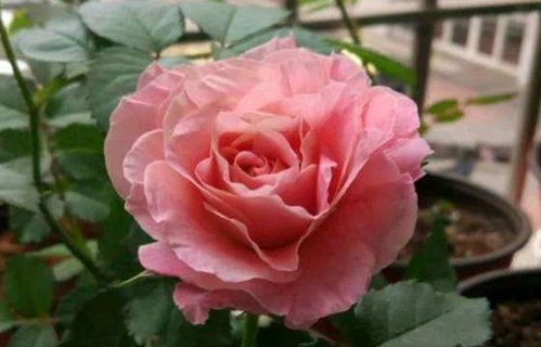 海神王阳台月季抗病性怎样