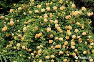 十种强香藤本月季