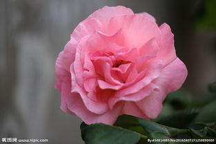 胭脂扣月季图片