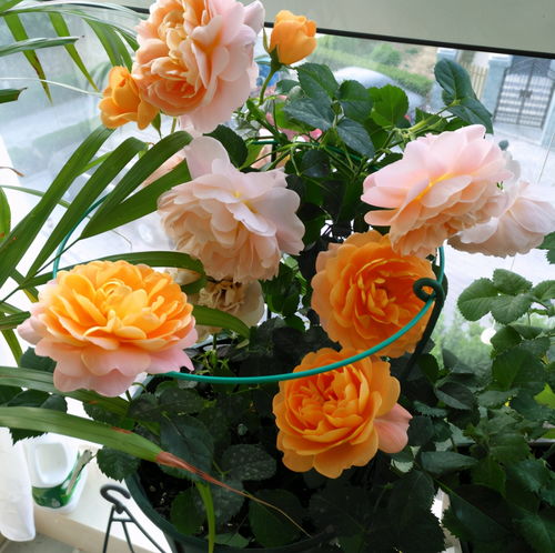 果汁阳台小苗怎么爆盆