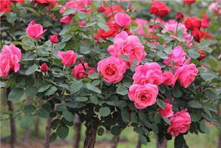 月季花叶子枯萎怎么办