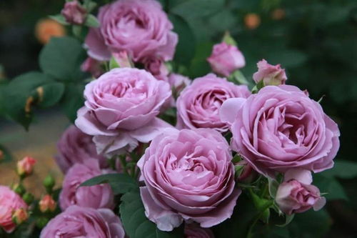 最美月季品种排名