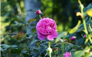 被月季刺扎了有毒吗