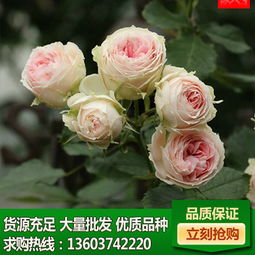 产品橱窗