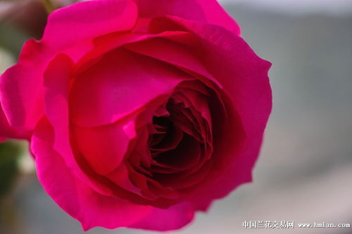 秋日胭脂月季是藤本还是灌木