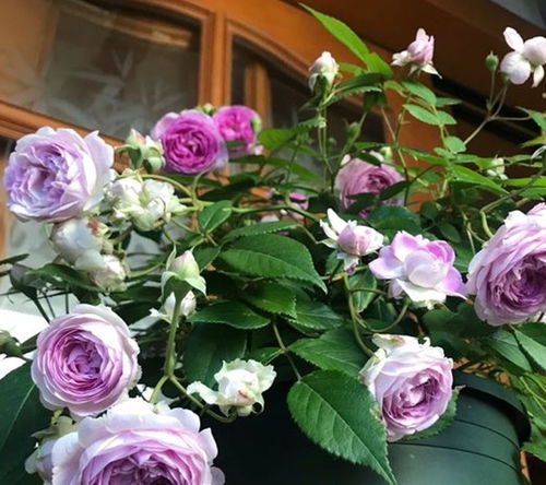 胭脂扣月季适合两广养吗