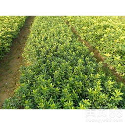 女贞属于乔木还是灌木