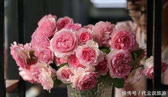 200亩月季花开成海 秋天的月季苗圃有多美 你来了就知道
